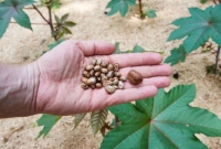 ট্রাম্পের কাছে পাঠানো মা'রাত্মক বি'ষ ‘রাইসিন’ আসলে কী জিনিস?