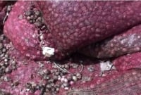 পেঁয়াজের ৫০ কেজির বস্তা বিক্রি হচ্ছে মাত্র ৫০ টাকায়