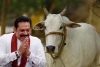 ভারতের পর এবার গোহ'ত্যা নি'ষি'দ্ধ হচ্ছে শ্রীলঙ্কায়!