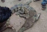 নদী থেকে উঠে আসছে এক একটা কুমির, এলাকায় আত'ঙ্ক!