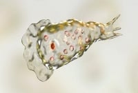 ‘মগজ-খেকো’ প্রাণী ধেয়ে আসছে যুক্তরাষ্ট্রে, ৮ শহরে সতর্কতা