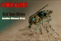 চীনের নতুন ভাইরাস 'ক্যাট কিউ' নিয়ে সত'র্কতা জারি