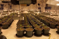 নাইটক্লাবের প্রতিটি ফ্লোরে টবে গাঁজার খামার!