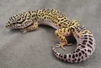 দুই টিকটিকির দাম ৬৩ লাখ টাকার বেশি!