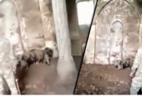 দখলকৃত ঐতিহাসিক মসজিদকে শূকরের খামার বানিয়েছিল আর্মেনিয়া!