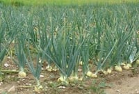 ভারতীয় পেঁয়াজ আমদানি না করতে সরকারকে বাংলাদেশি কৃষকদের অনুরোধ