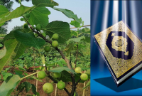 পবিত্র কোরআনে বর্ণিত ত্বীন এখন চাষ হচ্ছে গাজীপুরের বারতোপা গ্রামে