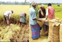 এই বছর হাসিমুখে ধান বিক্রি করছেন কৃষকেরা