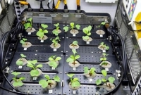 মহাকাশে মুলা চাষ করলেন নাসার বিজ্ঞানীরা