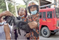 ঘটনার শুরু এক কাকের জন্য, মুহূর্তেই ঘটনাস্থলে ছুটে যান দমকল কর্মীরা