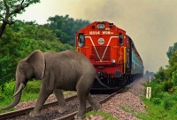 হাতিকে সজোরে ধাক্কা মেরে লাইনচ্যুত এক্সপ্রেস ট্রেন!