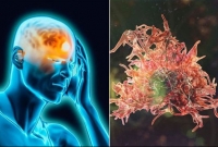 নতুন এক বিপদে আমেরিকা, এবার মগজ খেকো অ্যামিবা