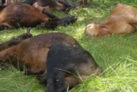  শেরপুরে মহামারী আকার ধারণ, ২৬ দিনে অর্ধশত গরুর মৃত্যু