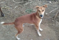 ছেলের সঙ্গে ঝগড়া, কুকুরের নামে ২ একর জমি লিখে দিলেন কৃষক!