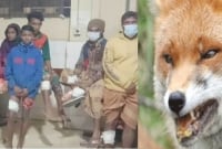 গ্রামে ঢুকে অর্ধশত নারী-শিশুকে কামড়াল শিয়াল