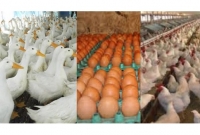 সংক্রমণ মানুষের মধ্যেও ছড়িয়ে পড়ার ভয়ে ভারতে হাঁস-মুরগি-ডিম বিক্রি ‘নিষিদ্ধ’