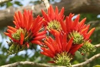 ফুল ভালোবাসতেন প্রিয়নবী