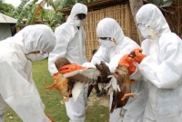 ভারতে ৭ রাজ্যে বার্ড ফ্লু, আরও ছড়িয়ে পড়ার আশঙ্কা