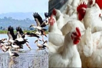 ঝাঁকে ঝাঁকে মৃত্যু হচ্ছে পাখি, মুরগির! তৈরি হয়েছে আতঙ্ক 