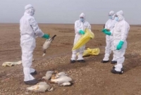 সতর্কতা হিসেবে ভারত থেকে বাংলাদেশে মুরগি আমদানি অনির্দিষ্টকালের জন্য বন্ধ