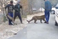 জঙ্গল থেকে বেরিয়ে রাস্তায় মানুষের সঙ্গে খেলছে চিতাবাঘ! (ভিডিওসহ)