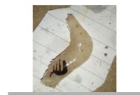  আরবিতে আল্লাহ সাদৃশ্য লেখা চিংড়ী মাছটি দেখতে শত শত মানুষের ভিড়