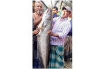 সাড়ে ১৮ কেজি ওজনের বোয়াল মাছ দেখতে মানুষের ভিড়