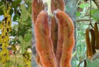  ‘বিলাই খামচি’ প্রয়োগের অভিযোগ আওয়ামী লীগের প্রার্থীর