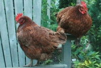 ২৫ দিন ধরে থানার লকআপে দুই মুরগি!