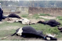 আগে মারা গেছে ৩৬টি, এবার একে একে মৃত্যু হলো আরো ১৩টি গরুর