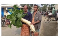 সাড়ে ৮ কেজির মুলাটি দেখতে উৎসুক জনতার ভিড়!