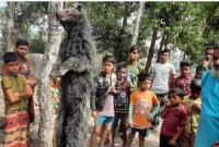  প্রাণীটিকে কবরের মাটি খুঁড়তে দেখে স্থানীয়রা, তারপর ভুল কাজটি করল গ্রামবাসী