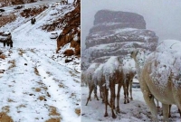 সৌদি আরবে ঘটল বিরলতম ঘটনা, চমকে গেছেন সারা বিশ্বের মানুষ!