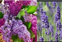 হাজারো রোগমুক্তির উপায় লুকিয়ে রয়েছে এই ফুলে! জানলে অবাক হবেন!