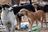 তিন দিনে দুই শতাধিক কুকুরের মৃত্যু, শহরবাসীর মধ্যে আতঙ্ক 