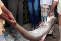 বলেশ্বরে বড়শিতে ধরা পড়লো ২৯ কেজির পাঙ্গাশ!