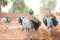 পুরুষত্ব বাড়াতে গাধার মাংস খাচ্ছে দক্ষিণ ভারতের মানুষরা