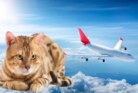 মাঝ আকাশে বিড়ালের আক্রমণে বিপাকে যাত্রীভর্তি বিমান!