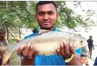 এই প্রথম পুকুরে পাওয়া গেল ইলিশ মাছ চাষে সফলতা!