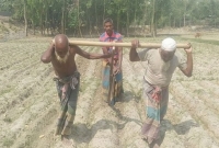 পেটের দায়ে গরুর বদলে লাঙল টানছেন দুই বৃদ্ধ!