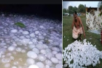 ১০মিনিটের শিলা বৃষ্টিতে বোরো ফসল, আম ও লিচুর মুকুলের ব্যাপক ক্ষতি