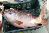  পদ্মায় জেলের জালে ধরা পড়েছে ১৪ কেজির রুই