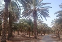 মুশরিকরা বীভৎস উপায়ে মুসলিমদের কষ্ট দিত