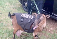 এবার পুলিশে চাকরি পেল ছাগল!