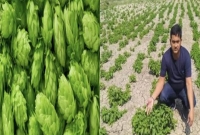 এক কেজি সবজির দাম এক লাখ টাকা! এক কেজি সবজির দাম এক লাখ টাকা!