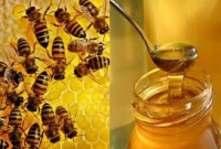 রাসুল (সা.) বলেন, ‘যে ব্যক্তি প্রতি মাসে তিন দিন মধু সেবন করবে সে বড় ধরনের কোনো রোগে আক্রান্ত হবে না