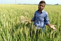 মাত্র ১০ মিনিটের গরম বাতাসে লণ্ডভণ্ড করে দিয়েছে কৃষক হাদিসের জীবন