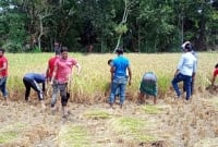 রোজা রেখে কৃষকের ধান কেটে দিল ছাত্রলীগের নেতাকর্মীরা