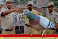 সীমান্তের কবুতর ঘিরে রহস্য, মামলা দিয়ে জেলে পাঠাল ভারত