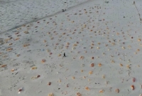  যতদূর চোখ যায় ততদূরই বালুচরজুড়ে শুধুই পোতা লাশ!  